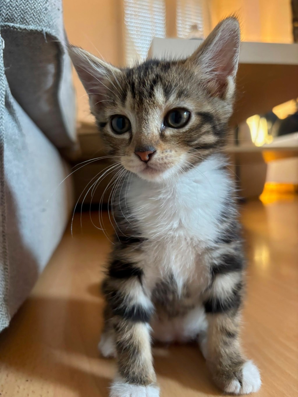Accueillir un chaton : tout ce qu&rsquo;il faut acheter avant son&nbsp;arrivée